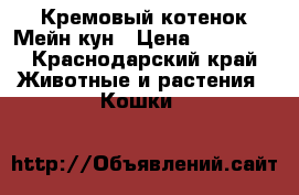 Кремовый котенок Мейн кун › Цена ­ 15 000 - Краснодарский край Животные и растения » Кошки   